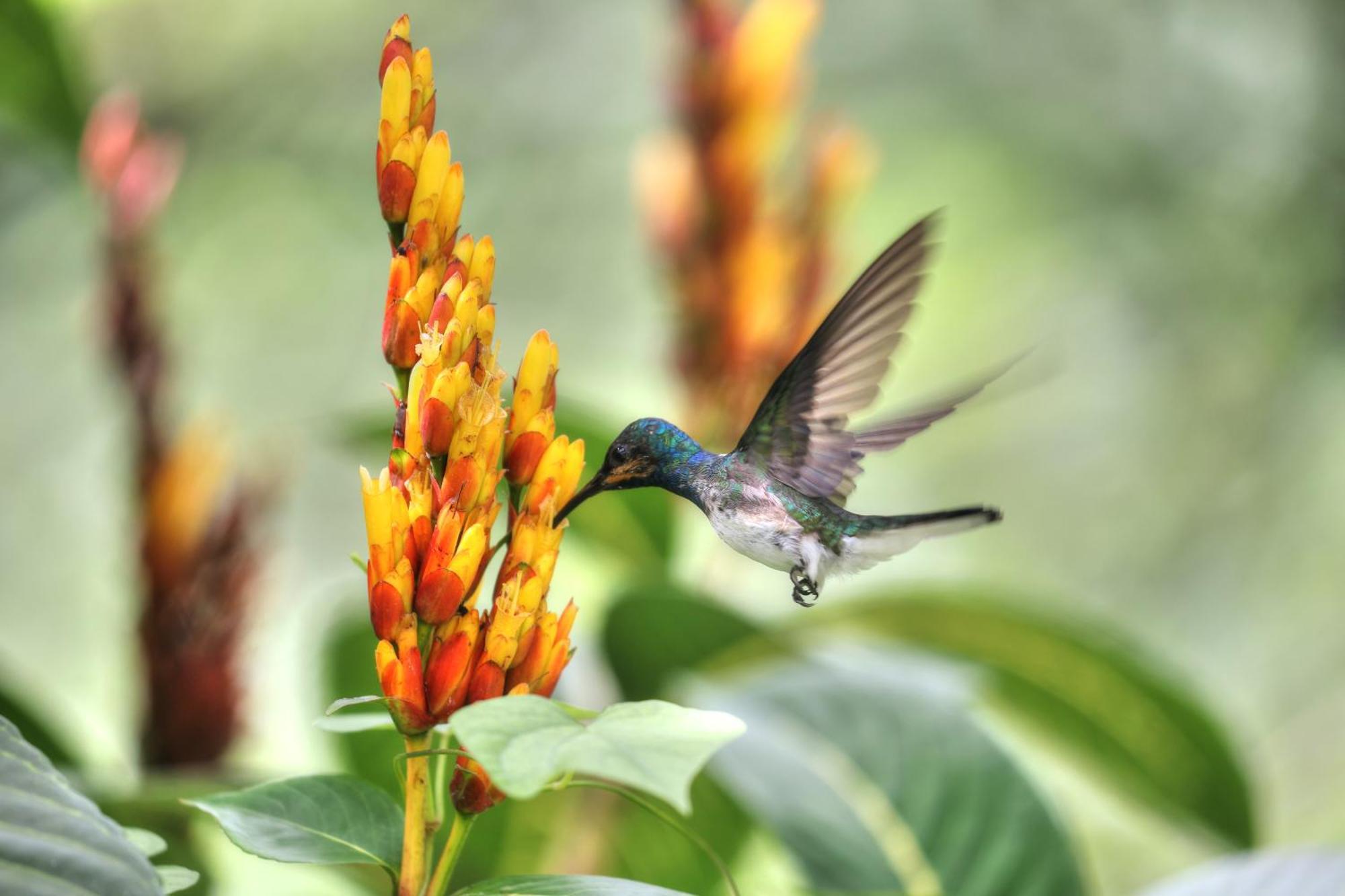 Hadco Experiences At Asa Wright Nature Centre Blanchisseuse 외부 사진
