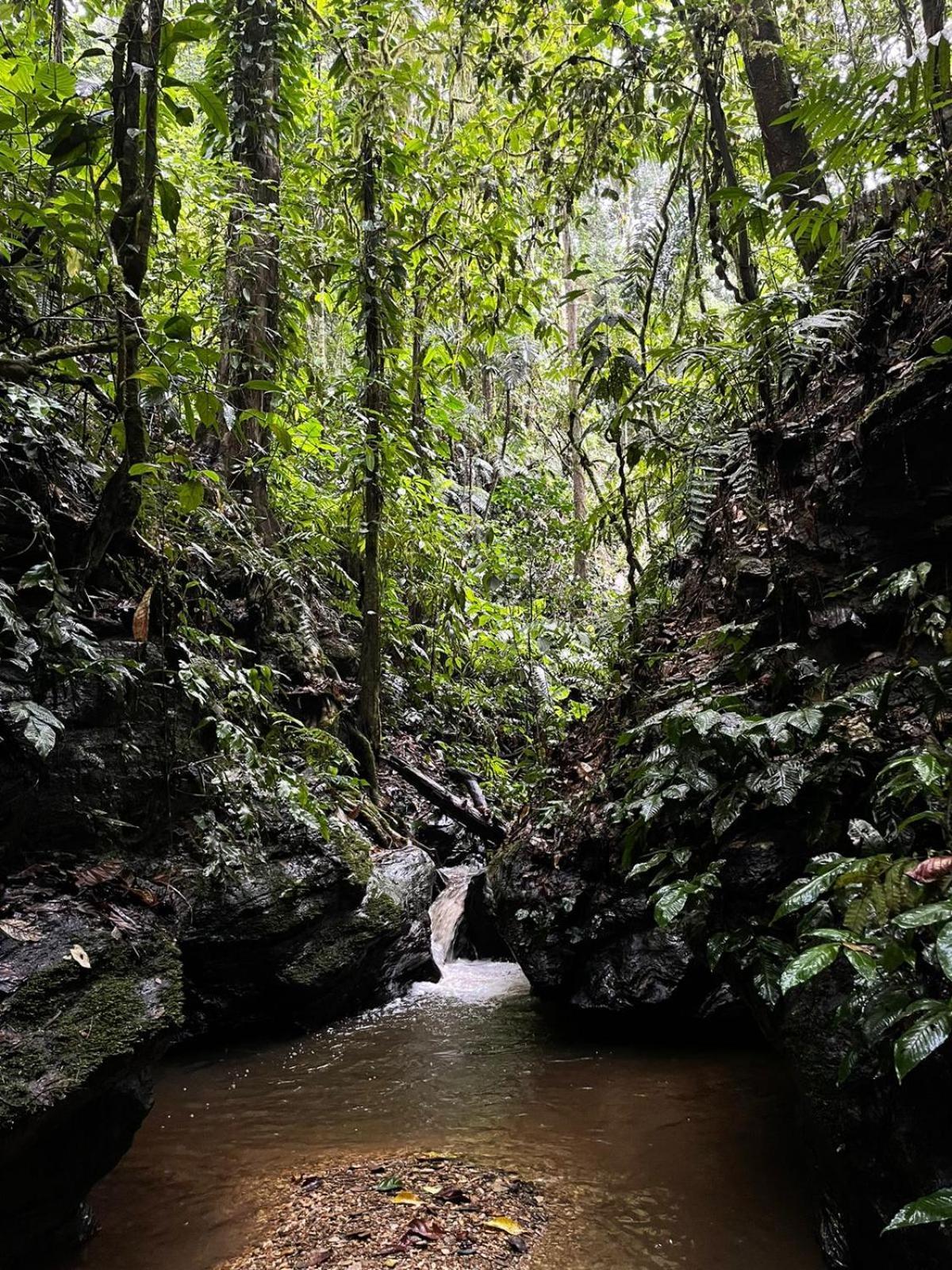 Hadco Experiences At Asa Wright Nature Centre Blanchisseuse 외부 사진